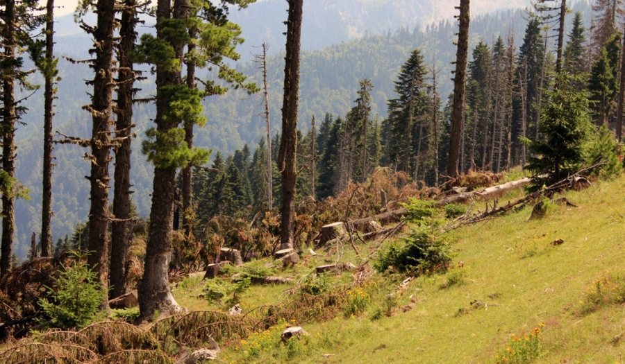 Zhvillim dhe ruajtje e biodiversitetit, plani i ri menaxhimi për katër zona të mbrojtura